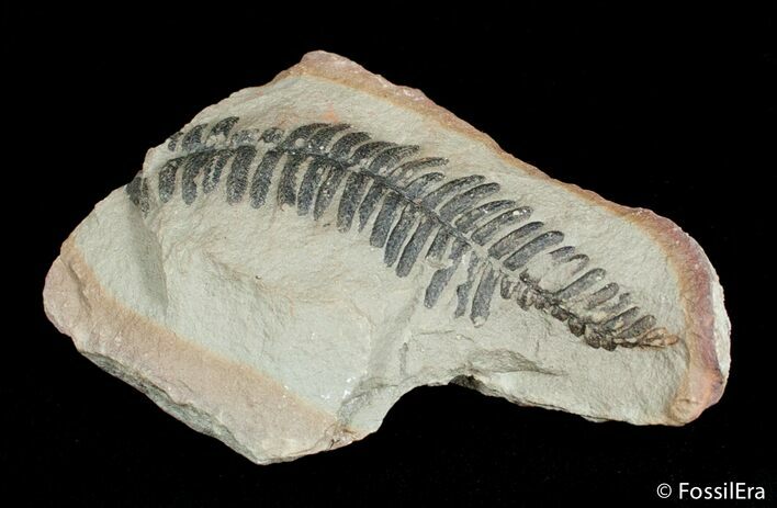 Fern Fossil From Mazon Creek - Million Years Old #3061